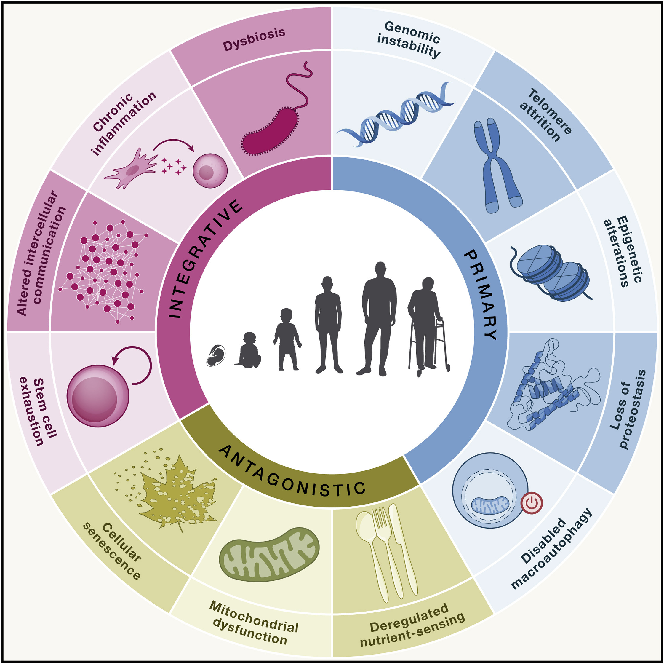 Circular infographic illustrating the hallmarks of ageing, grouped into three categories: primary, antagonistic, and integrative. In the center, silhouettes show the human life course from infancy to old age. The outer ring lists biological processes associated with ageing. Primary hallmarks include genomic instability, telomere attrition, epigenetic alterations, loss of proteostasis, and disabled macroautophagy. Antagonistic hallmarks include deregulated nutrient sensing, mitochondrial dysfunction, and cellular senescence. Integrative hallmarks include stem cell exhaustion, altered intercellular communication, chronic inflammation, and dysbiosis. Each hallmark is represented by a simple scientific icon.